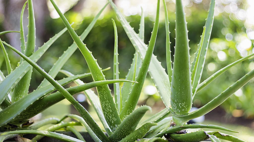 Was die Wunderpflanze Aloe Vera mit deinem Körper macht ist unglaublich