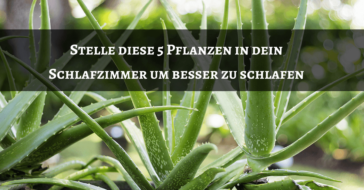 Stelle diese 5 Pflanzen in dein Schlafzimmer um besser zu schlafen