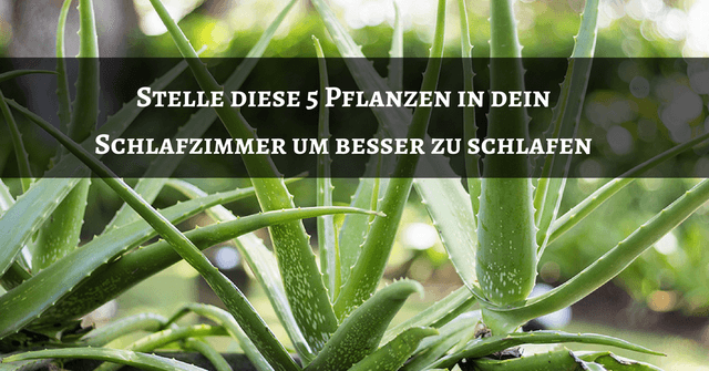 Stelle diese 5 Pflanzen in dein Schlafzimmer um besser zu schlafen